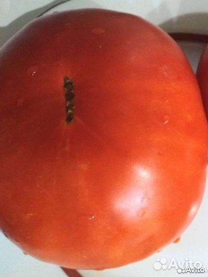 Семена домашних помидор из СССР красные и розовые
