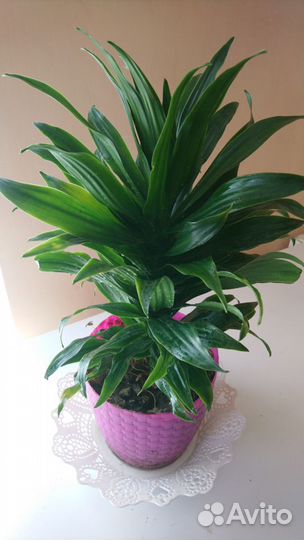 Продам комнатные растения