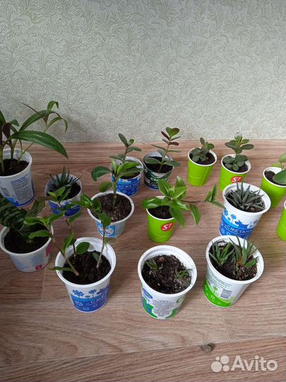 Комнатные растения цветы