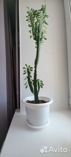 Молочай 85см