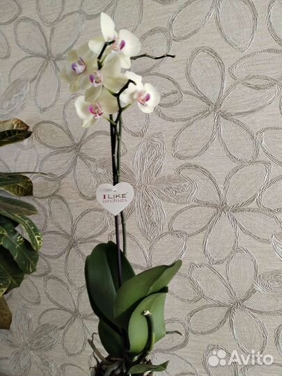 Орхидея фаленопсис(светло-желтая)