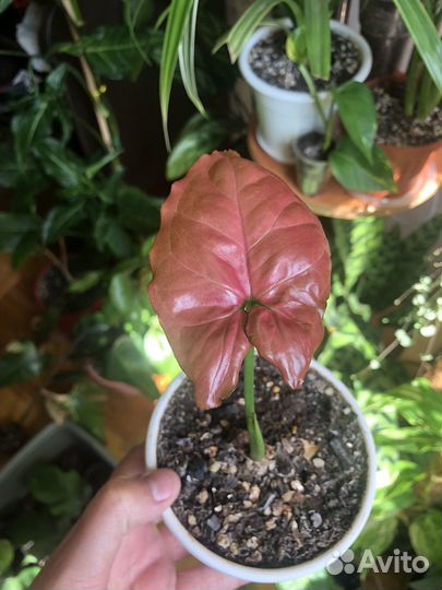 Сингониум Орм Нак