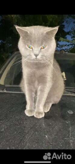 Британец кот