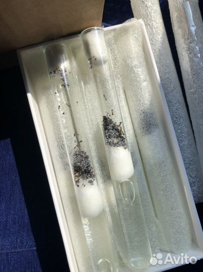 Муравьи Messor structor