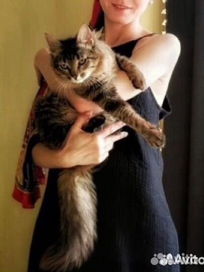 Котенок взрослый