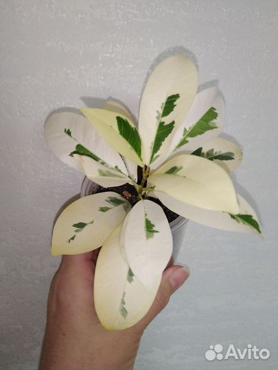 Фикусы сортовые