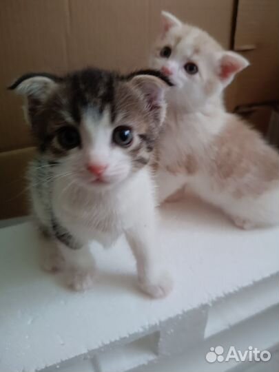 Котята в добрые руки даром бесплатно