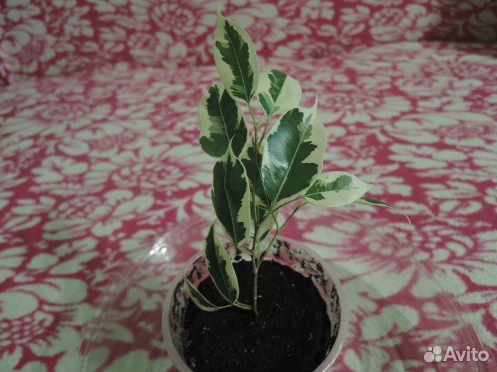 Фикус Бенджамина 