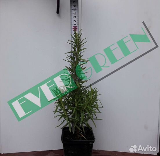 Розмарин,овсяница сизая,гибискус гвоздика турецкая