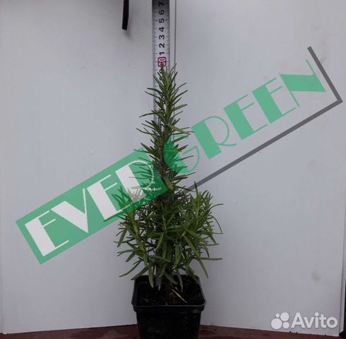 Розмарин,овсяница сизая,гибискус гвоздика турецкая