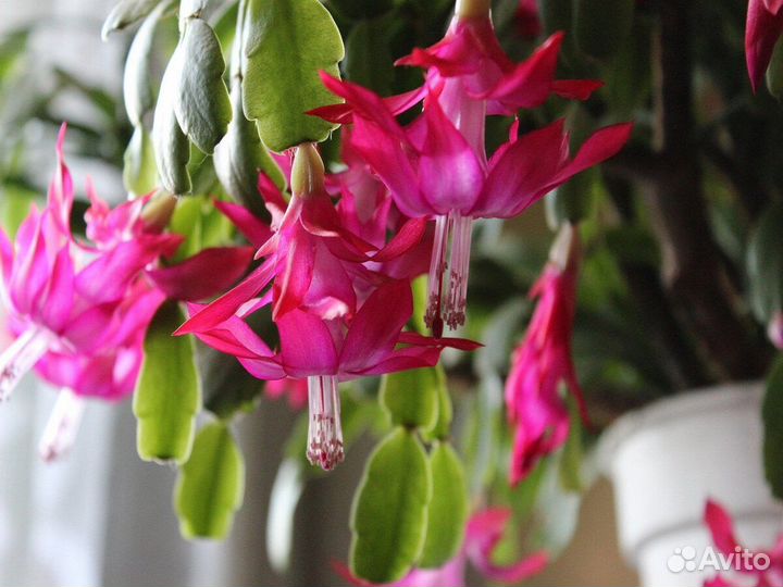 Декабрист целый цветок