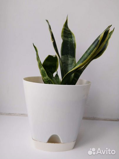 Сансевиерия