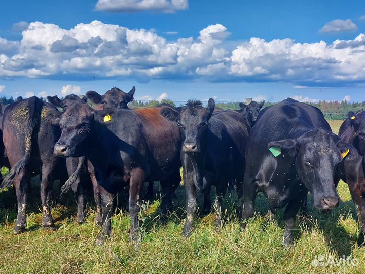 Коровы абердин ангус на мясо