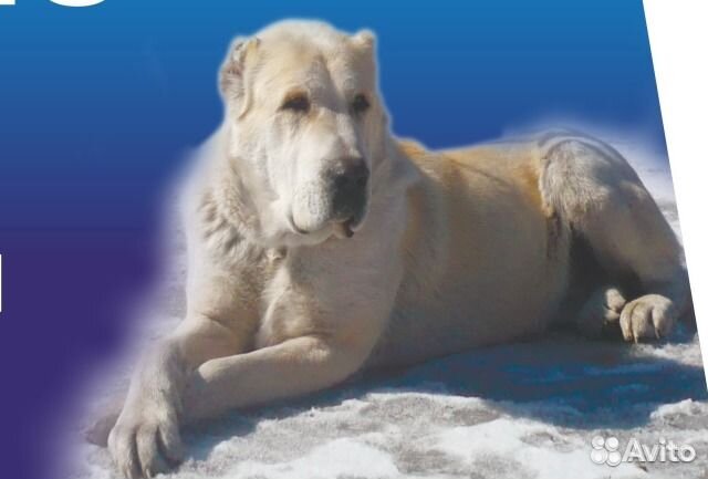 Дрессировка собак г.Иркутск