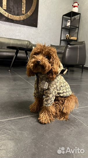 Той пудель вязка кабель (развязан)