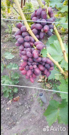 Саженцы и черенки винограда