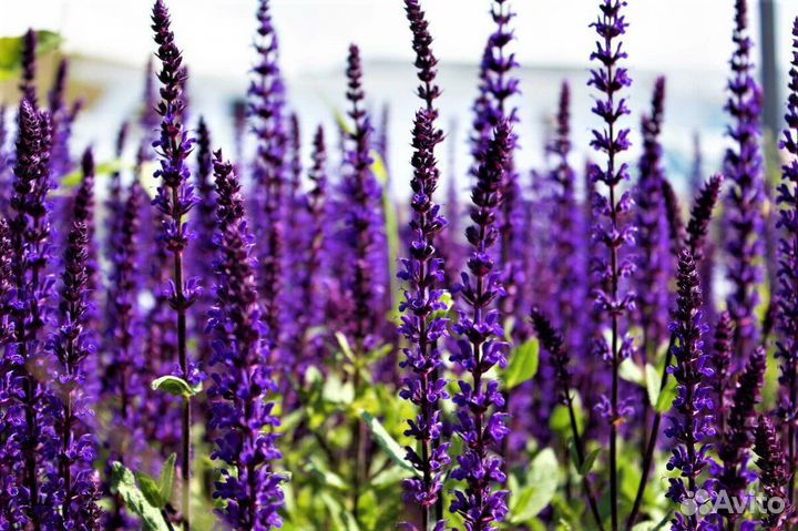 Шалфей лекарственный