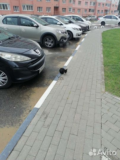 Котенок в добрые руки