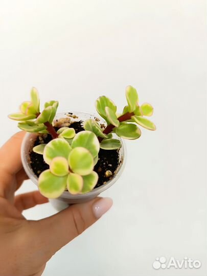 Суккуленты