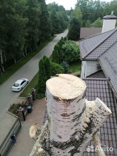 Спил и удаление деревьев