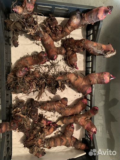 Цветы канны красные (клубни)