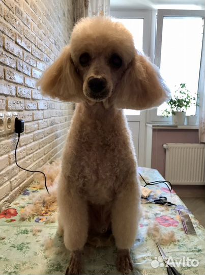 Стрижка собак и кошек (выезд на дом)