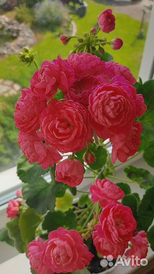 Пеларгония Dynasty Daji