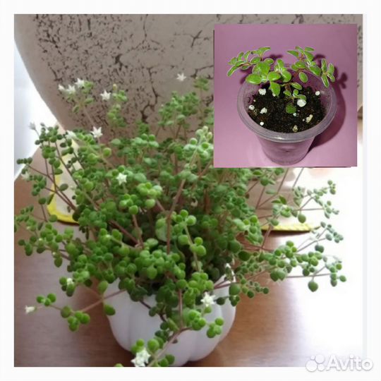 Суккуленты часть 3
