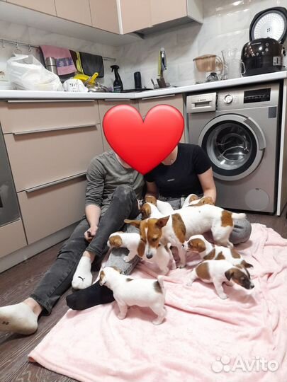 Щенки джек рассел терьер