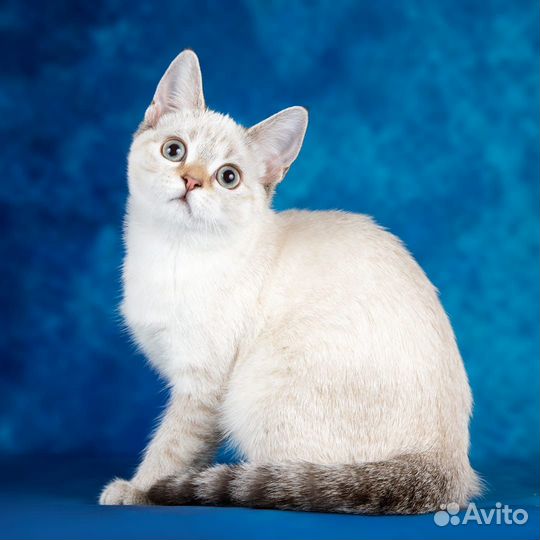 Тайский котенок в дар