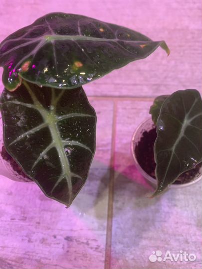 Алоказия полли