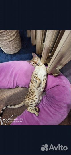 Бенгальская кошка