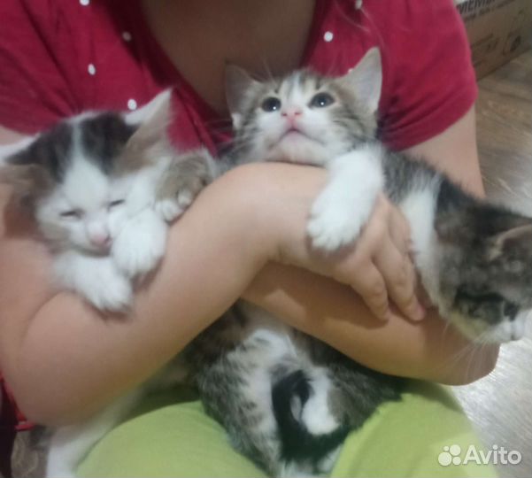 Котятки в добрые ручки