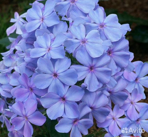 Флоксы сортовые