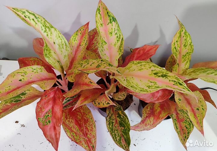 Аглаонема престиж d12