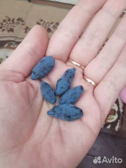 Жимолость ягоды