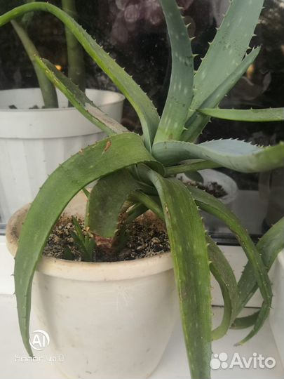 Продам цветы комнатные в ассортименте цена договор