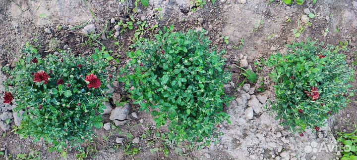 Хризантема-мультифлора