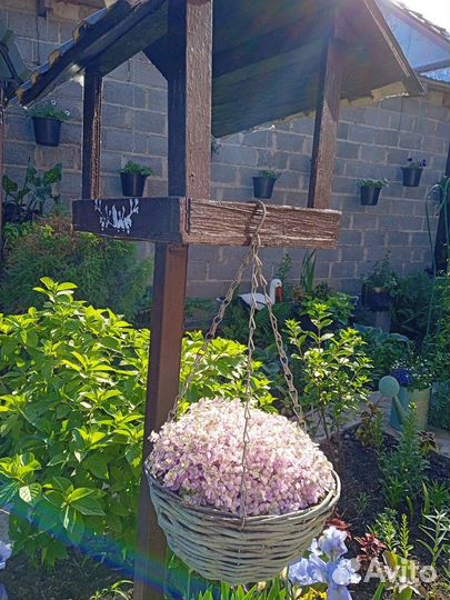 Каллизия розовая пантера