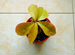 Переския - листовой кактус