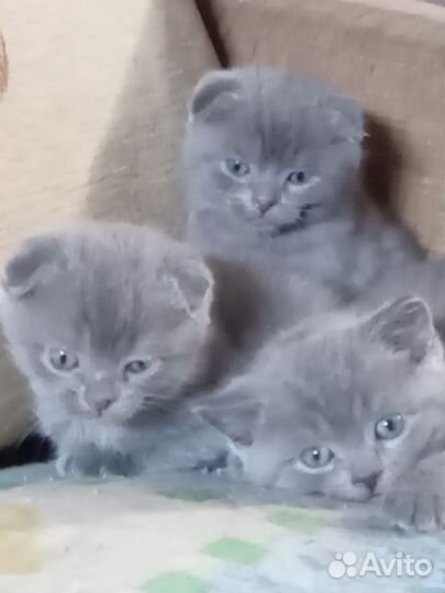 Британские котята