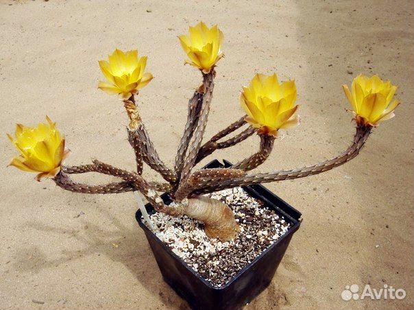 Кактусы и суккуленты