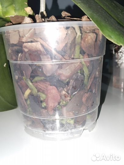 Орхидея фаленопсис