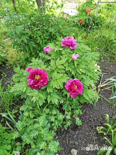 Куст пиона древовидный