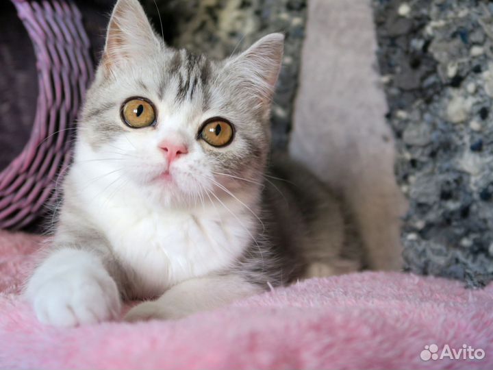 Шотландские мраморные котята