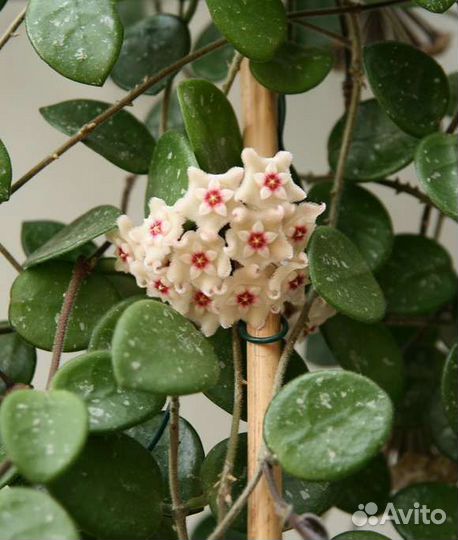 Пеперомии вариегатные, Хойя, Колерии