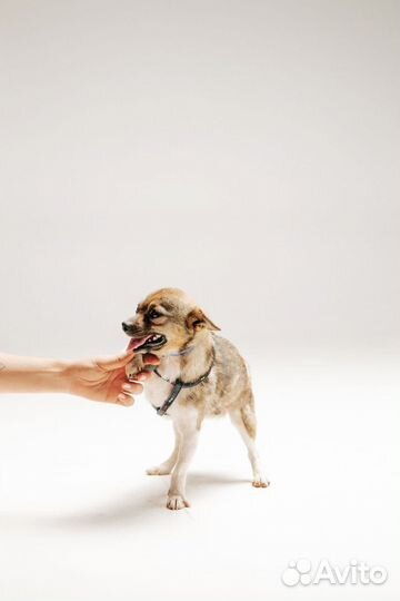 Метис чихуахуа в добрые руки