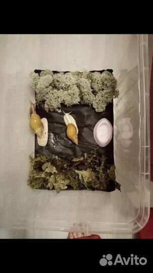 Мат для улиток