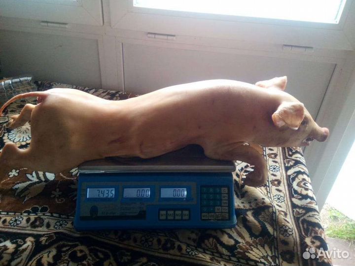 Молочные поросята