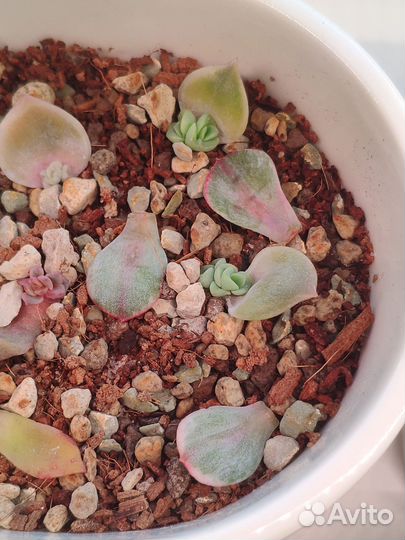 Детки эхеверий Лавли Роуз, Вампир, Телстар